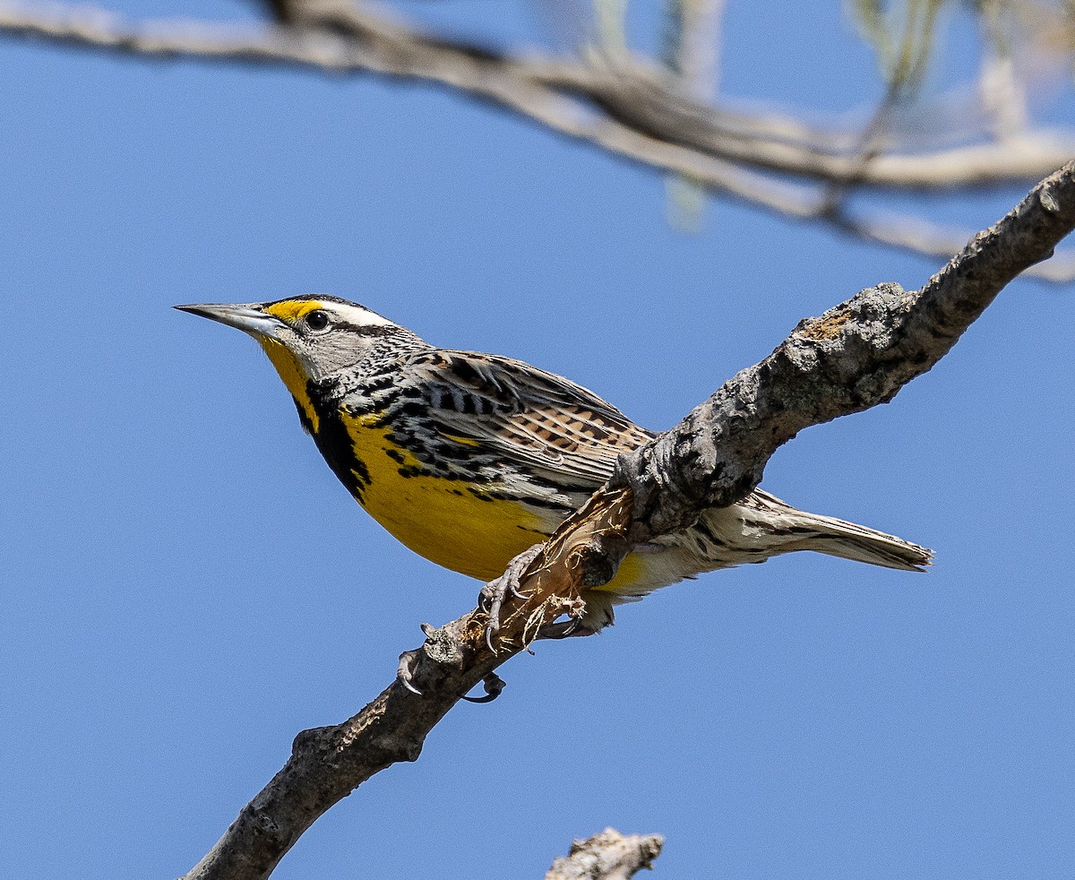 Eastern Meadowlark - Tom Younkin