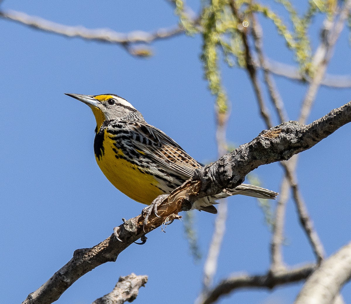 Eastern Meadowlark - Tom Younkin