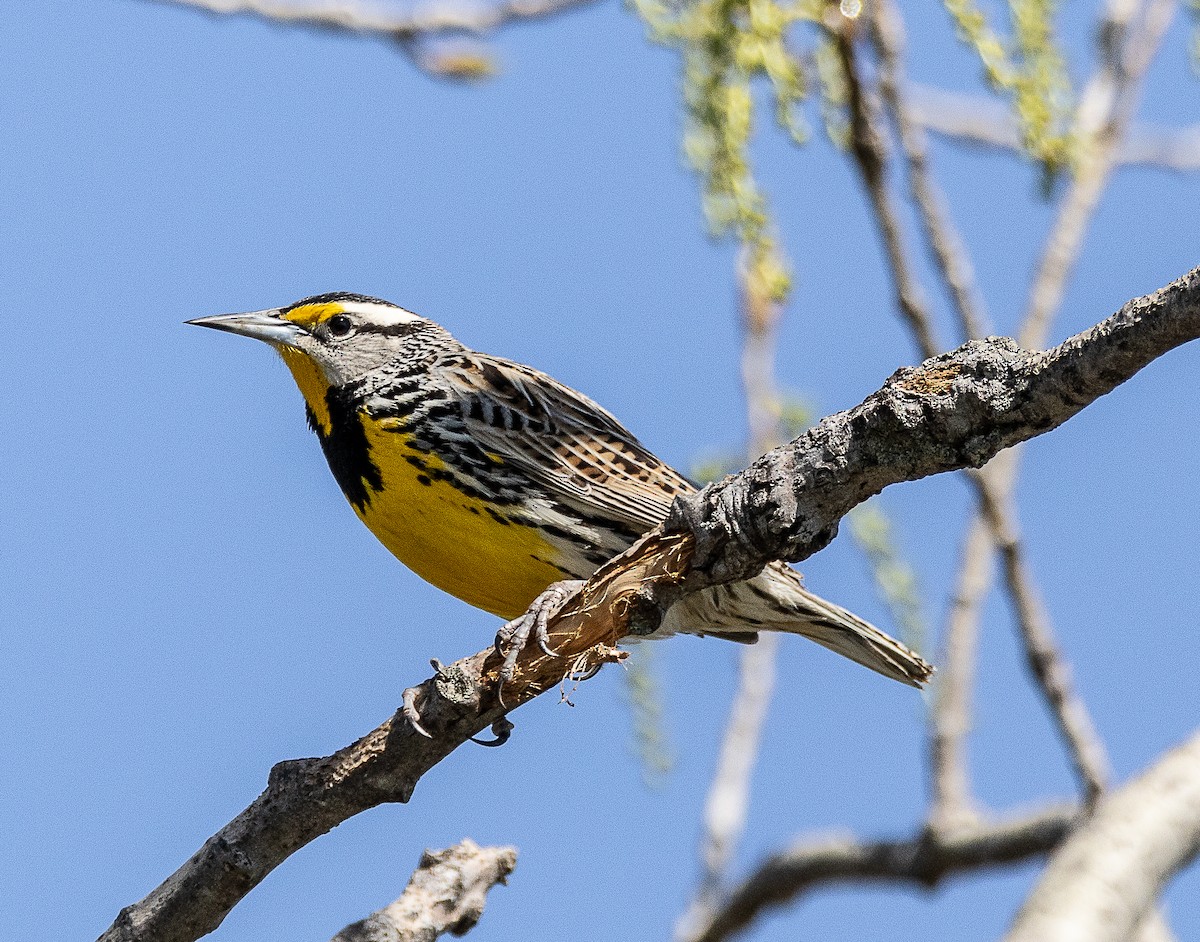 Eastern Meadowlark - Tom Younkin