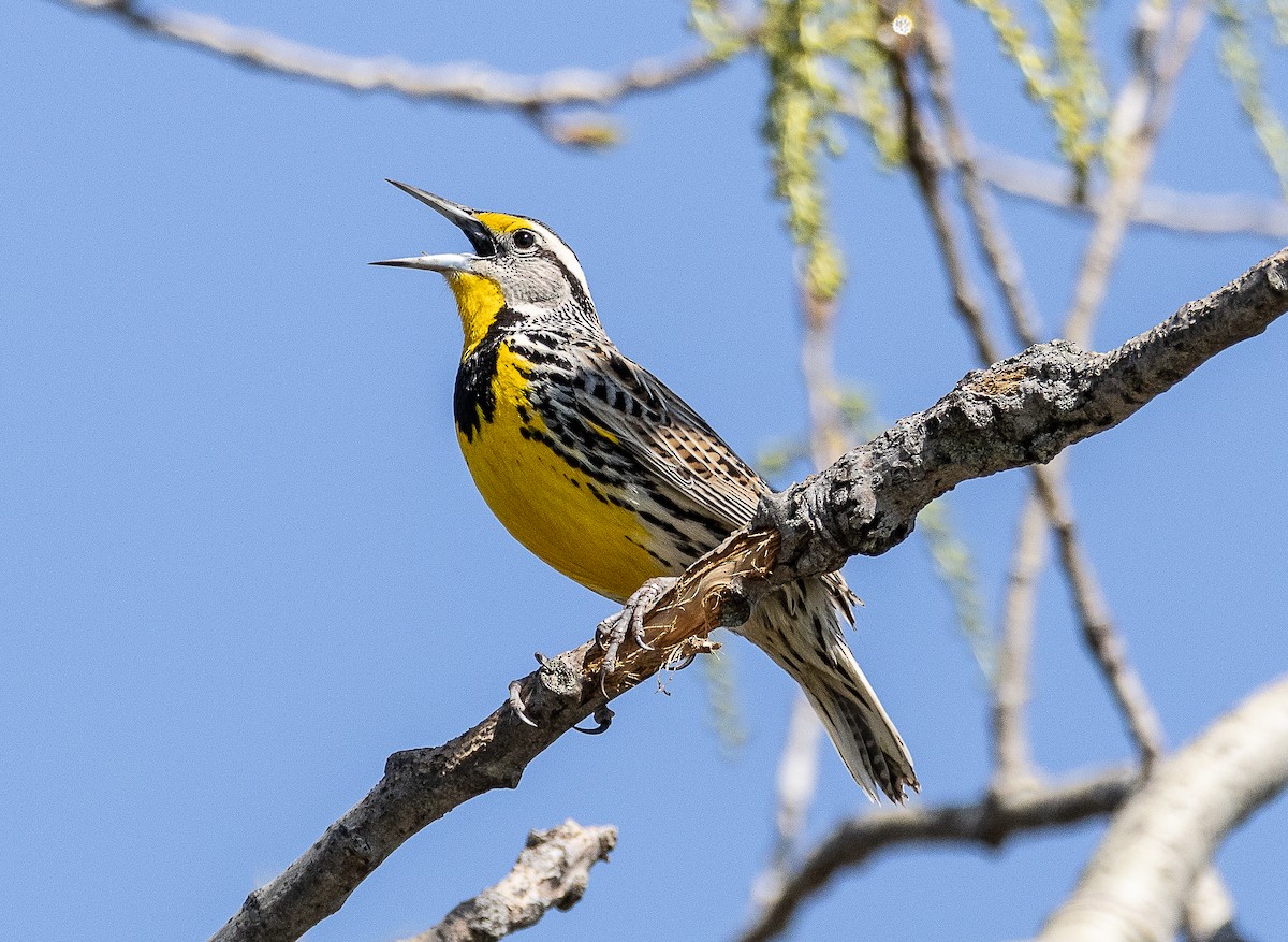 Eastern Meadowlark - Tom Younkin