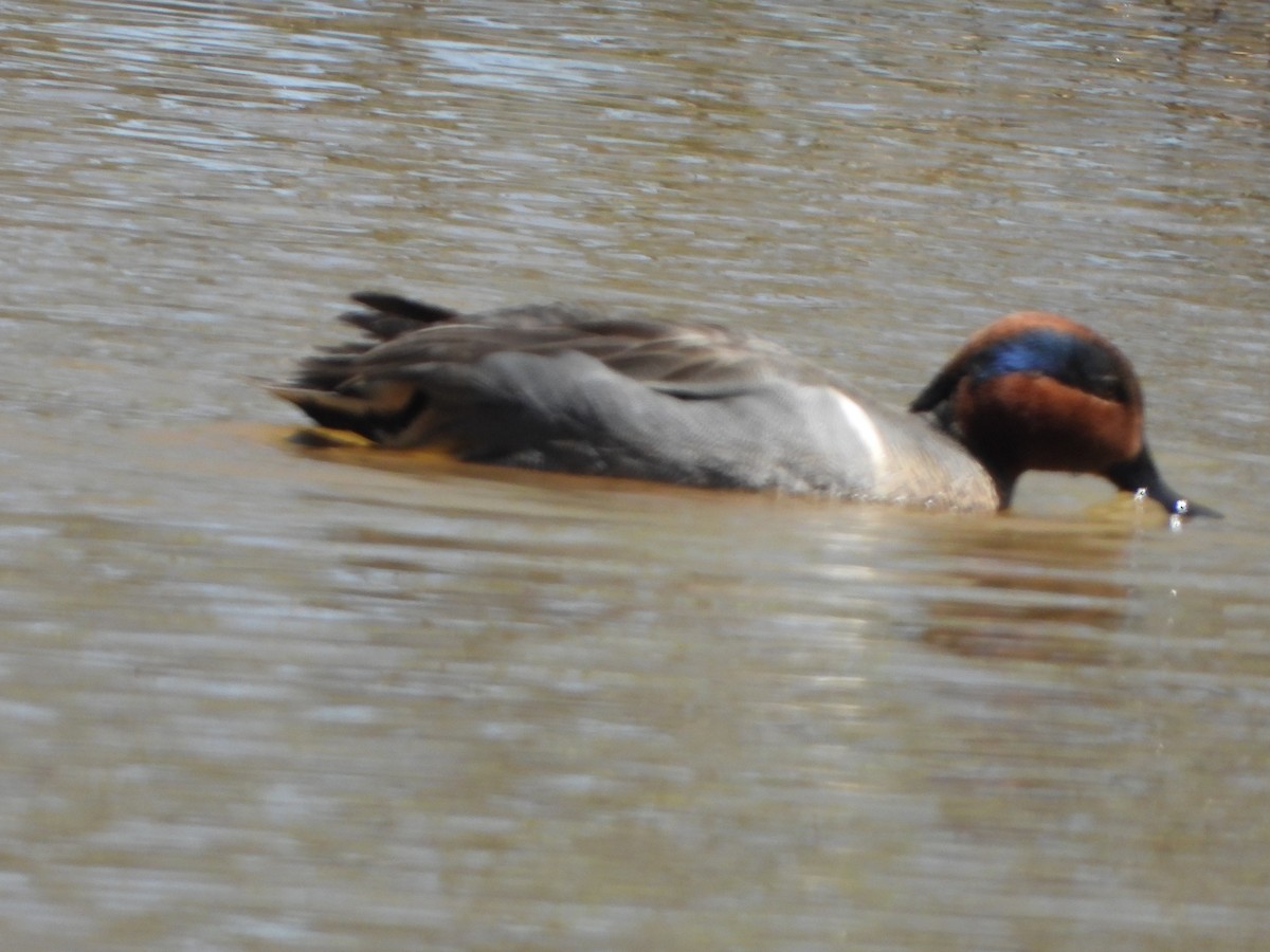 Green-winged Teal - ML617788959