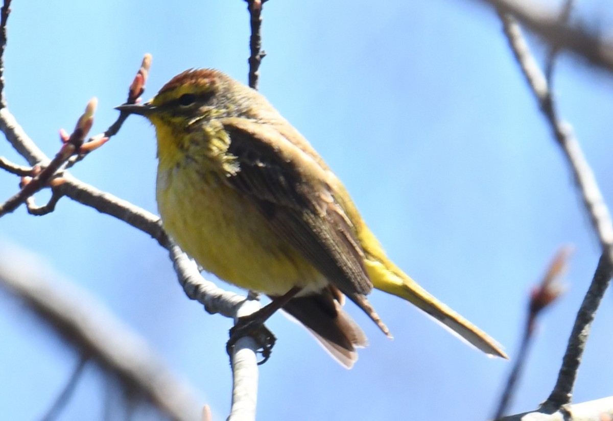 Palm Warbler - Gary Roberts