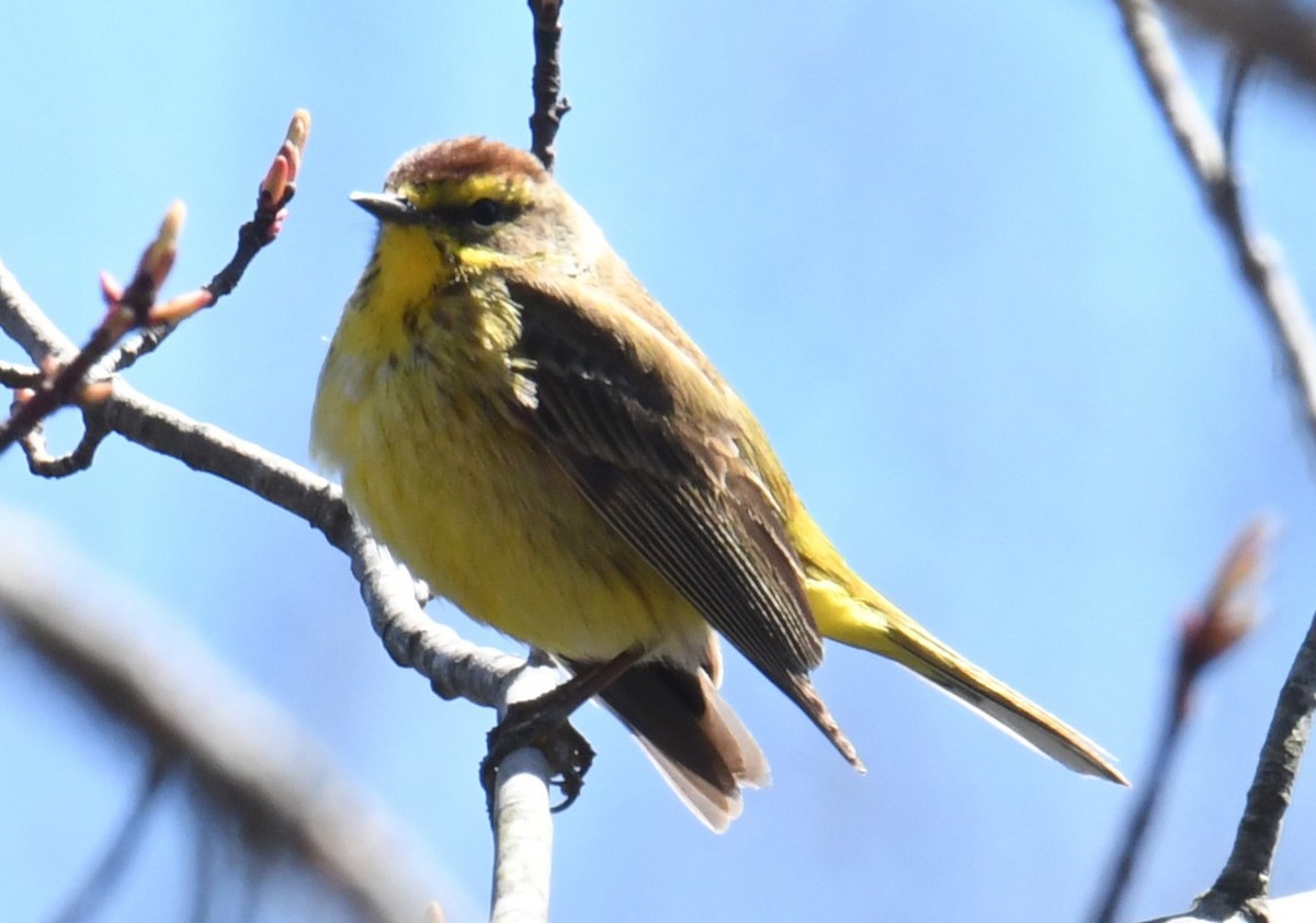 Palm Warbler - Gary Roberts