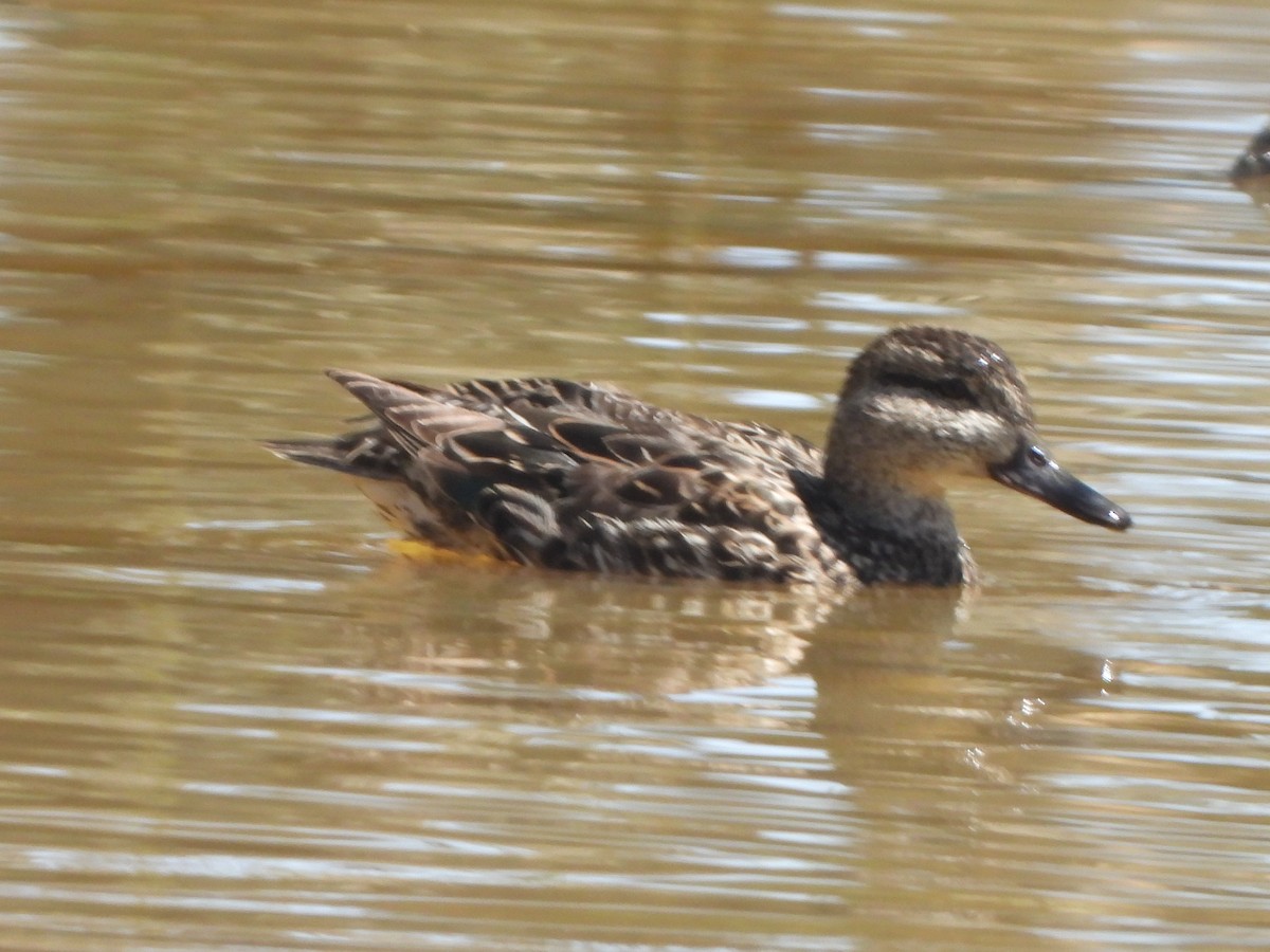 Green-winged Teal - ML617788971