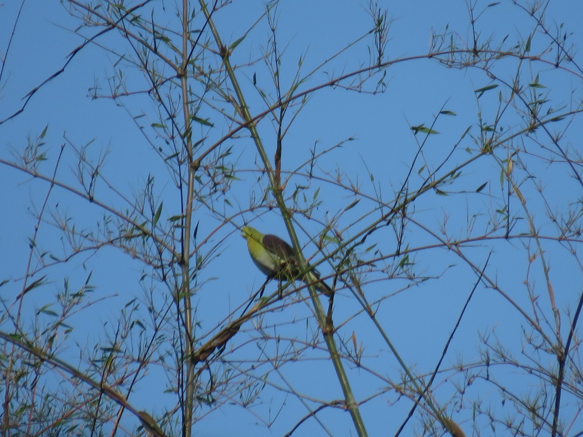 White-bellied Green-Pigeon - ML617788973