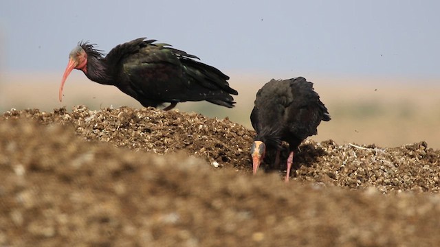 Northern Bald Ibis - ML617788974