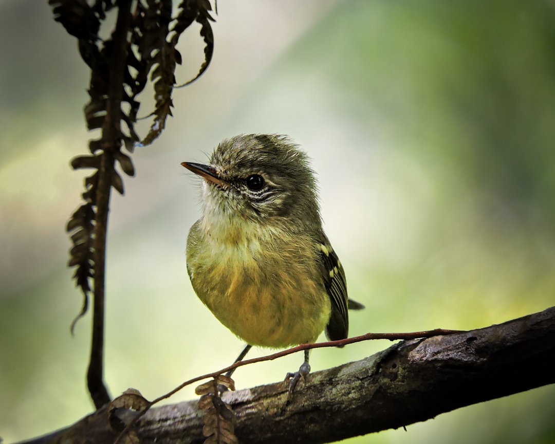 Restinga Tyrannulet - ML617788981