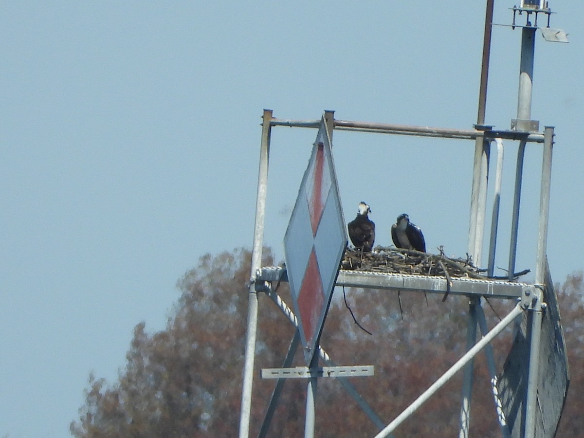 Águila Pescadora - ML617788989