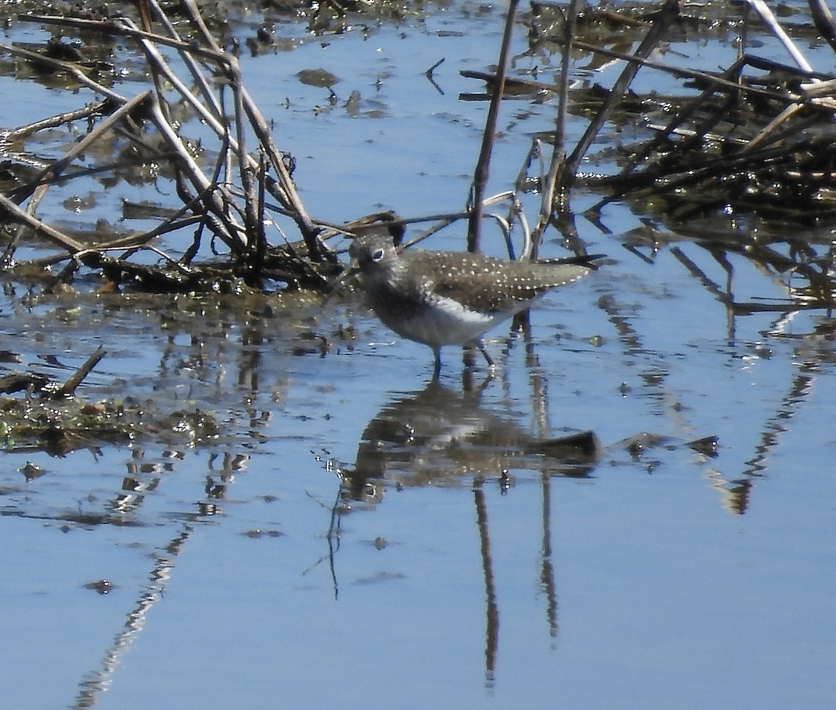 Einsiedelwasserläufer - ML617789006