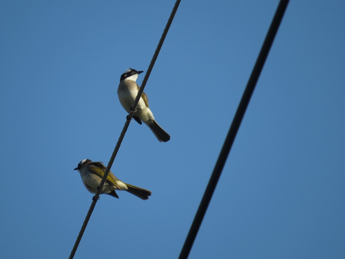 Light-vented Bulbul (formosae/orii) - ML617789007