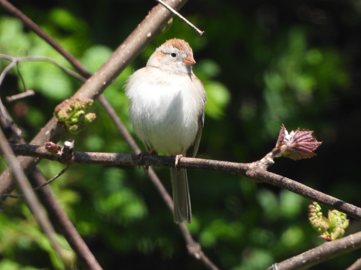 Field Sparrow - ML617789009