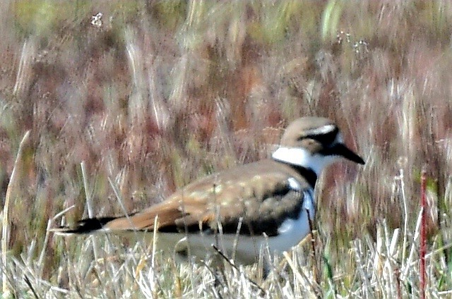 Killdeer - Steve Czyzycki