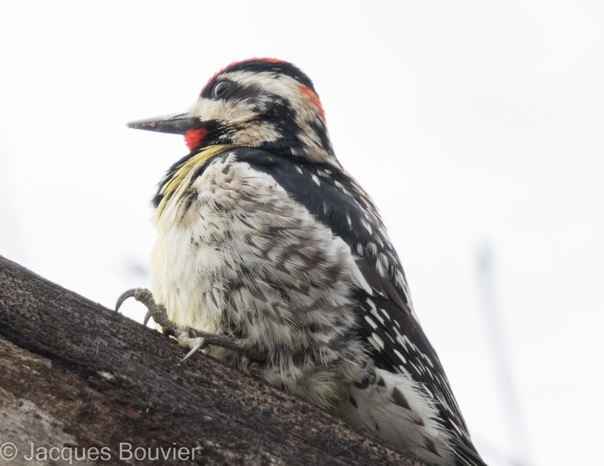 Yellow-bellied x Red-naped Sapsucker (hybrid) - Jacques Bouvier