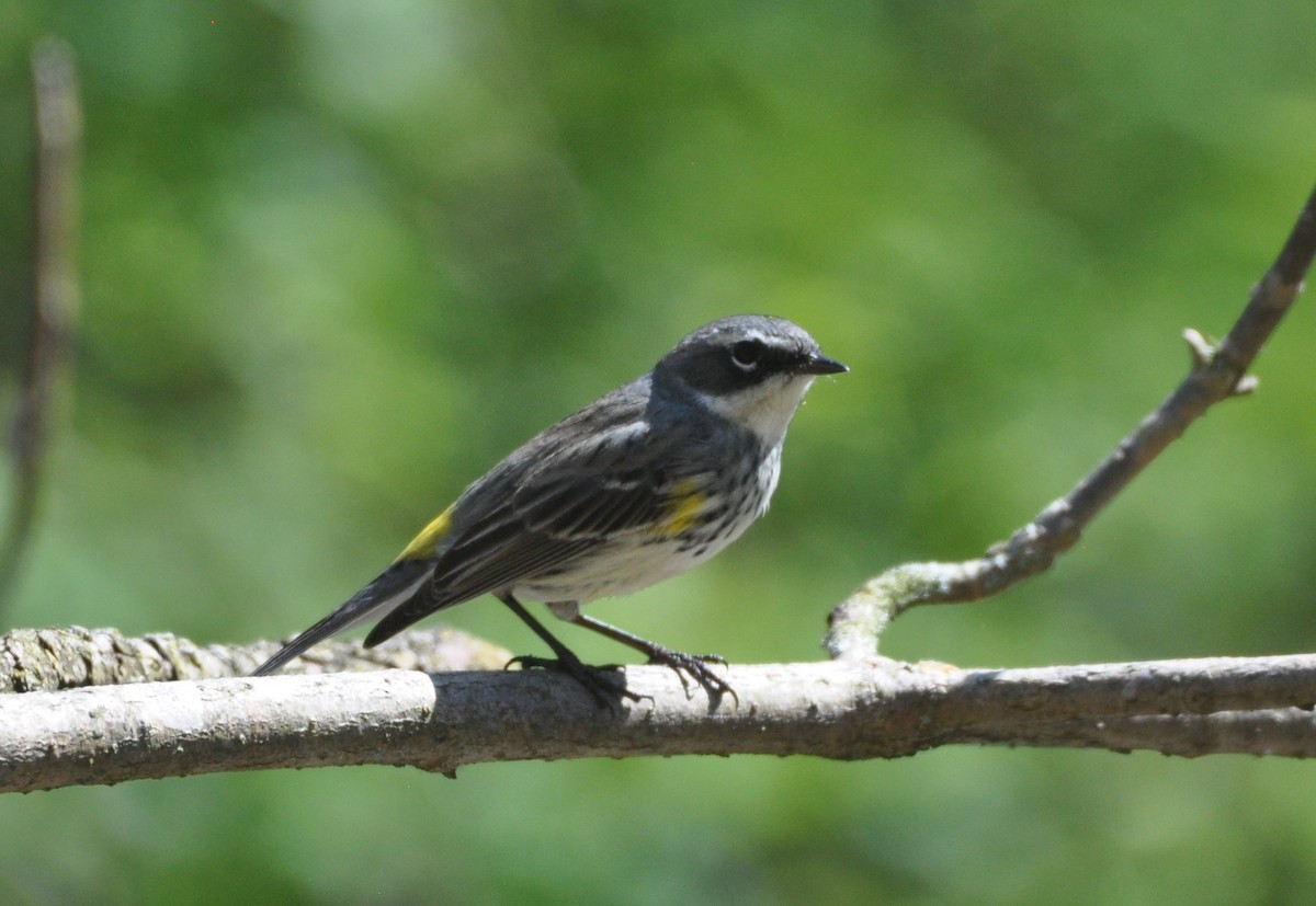 Yellow-rumped Warbler - ML617789138