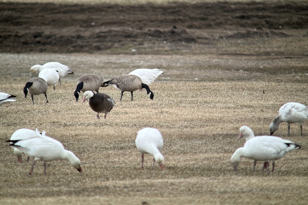 Snow Goose - ML617789147