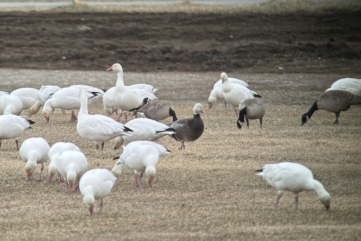 Snow Goose - ML617789150