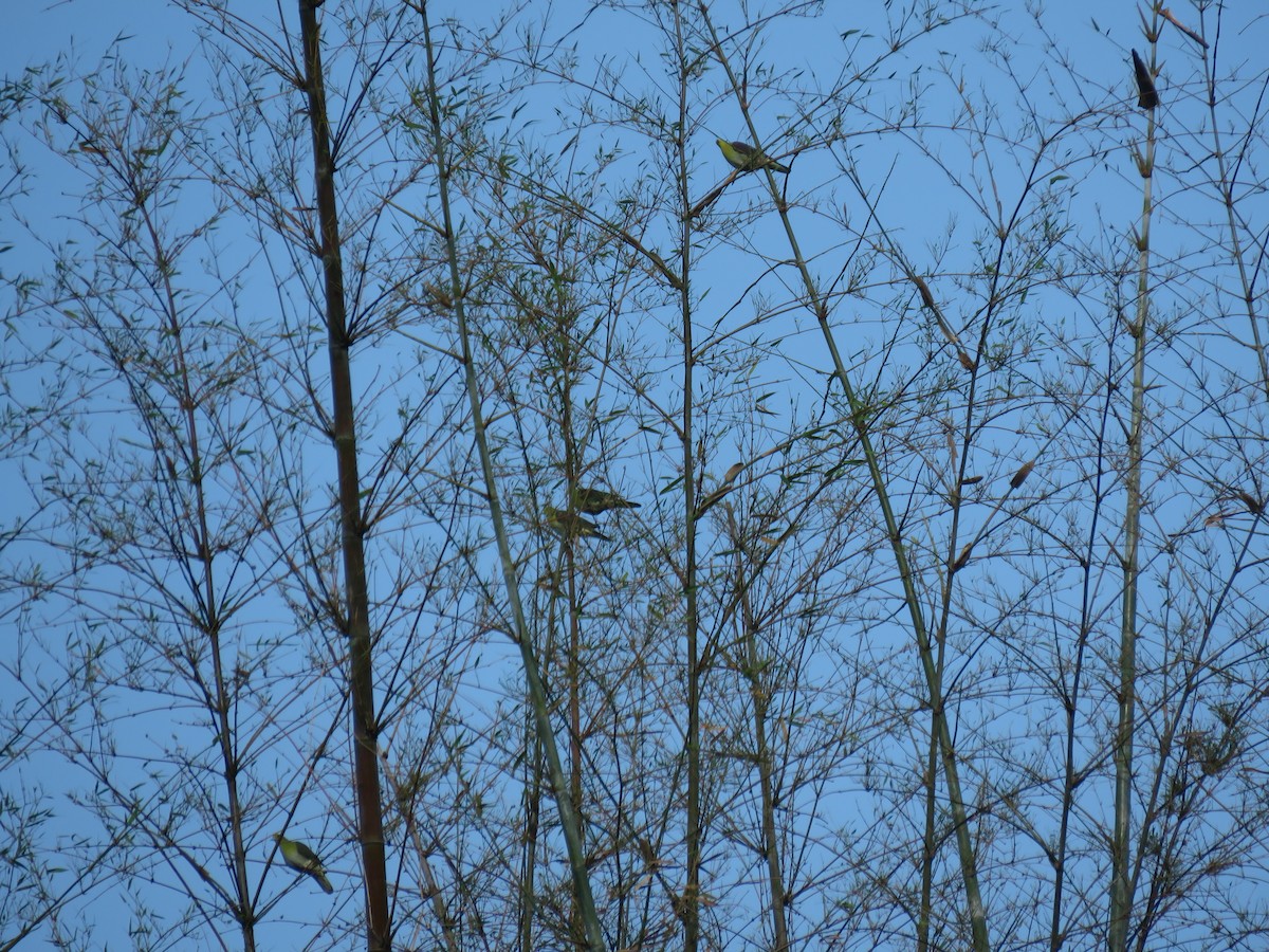 White-bellied Green-Pigeon - ML617789189