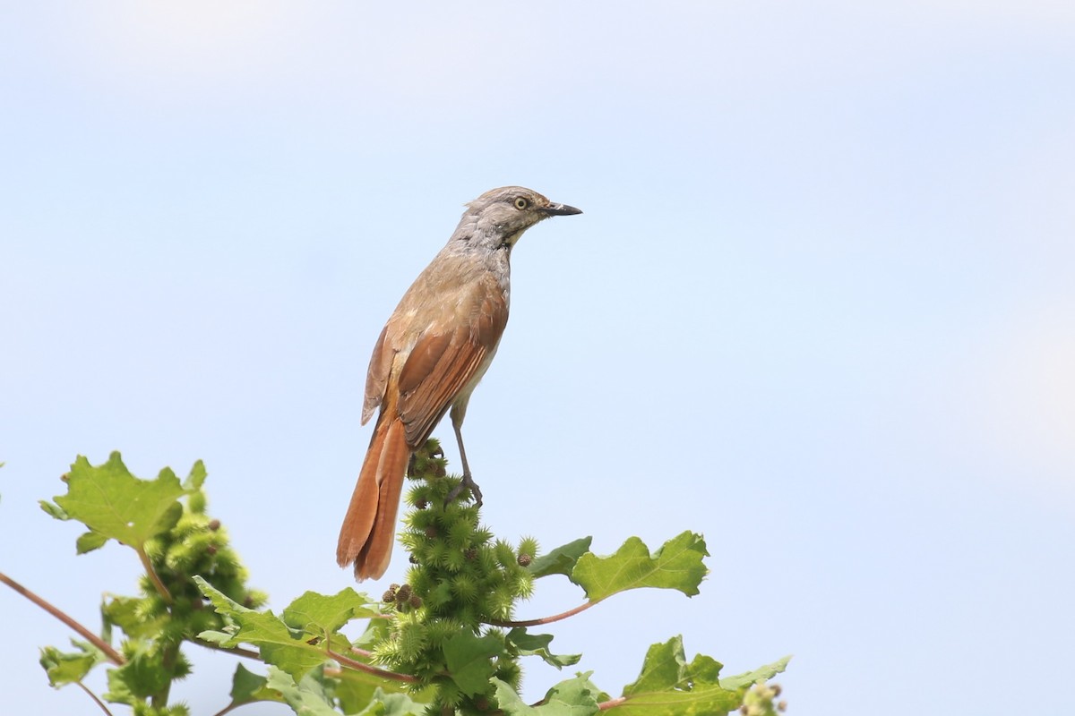 Collared Palm-Thrush - ML617789198