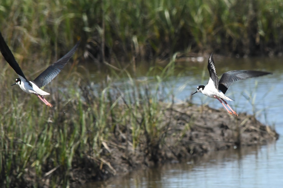 Black-necked Stilt - ML617789213