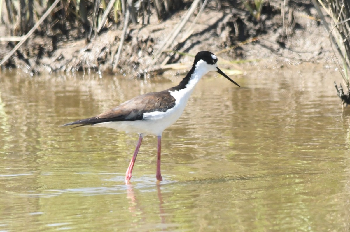 Black-necked Stilt - ML617789220