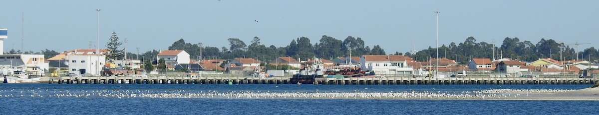 Yellow-legged/Lesser Black-backed Gull - ML617789221