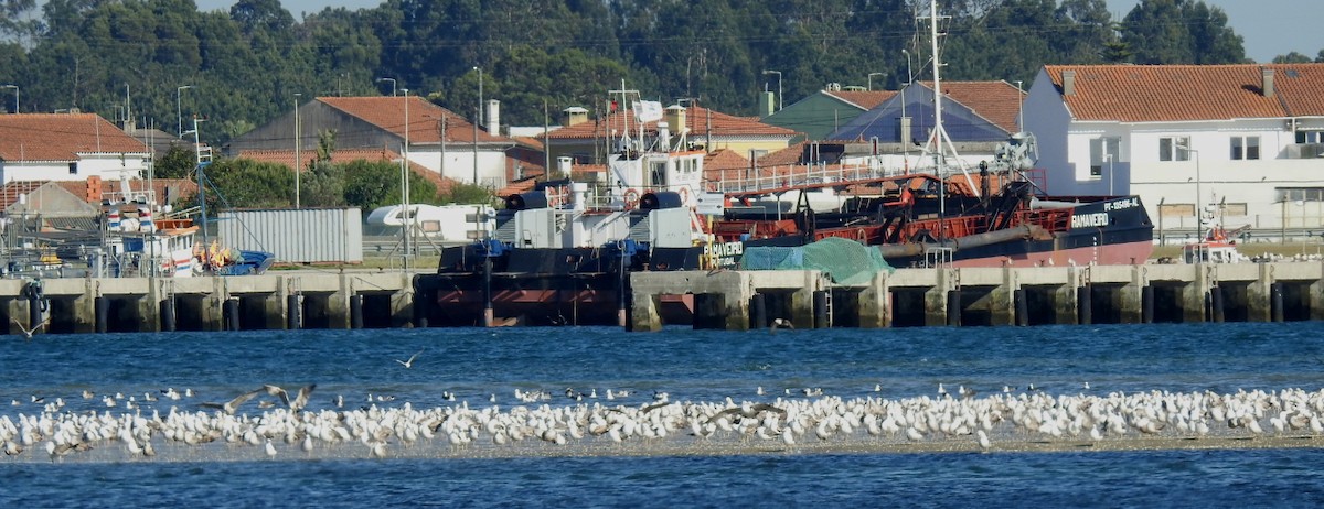 Yellow-legged/Lesser Black-backed Gull - Pedro Moreira