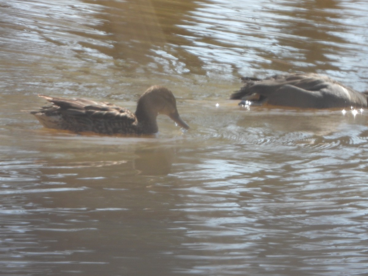 Green-winged Teal - ML617789229