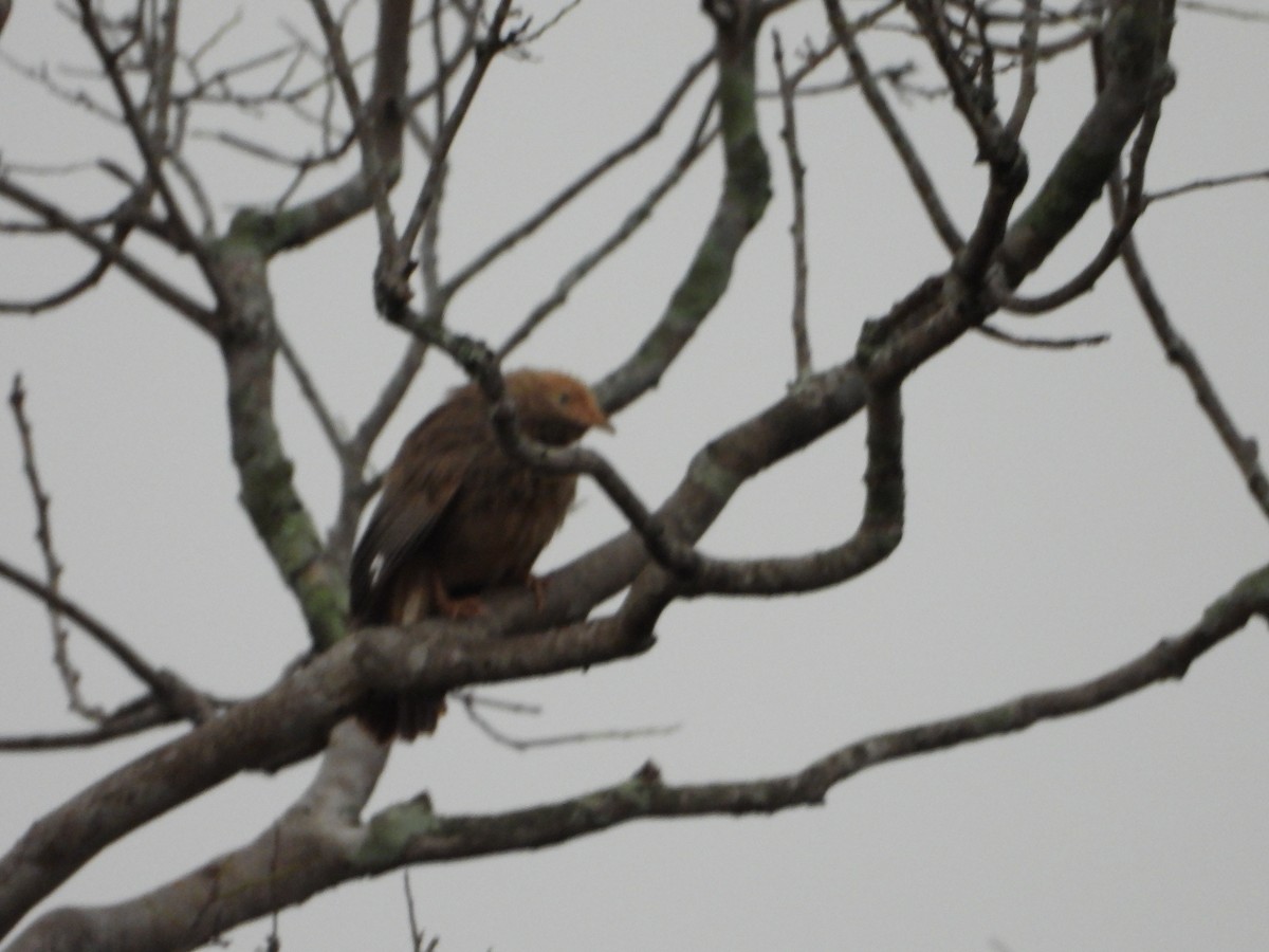 Jungle Babbler - Gandhikumar Rangasamudram Kandaswami