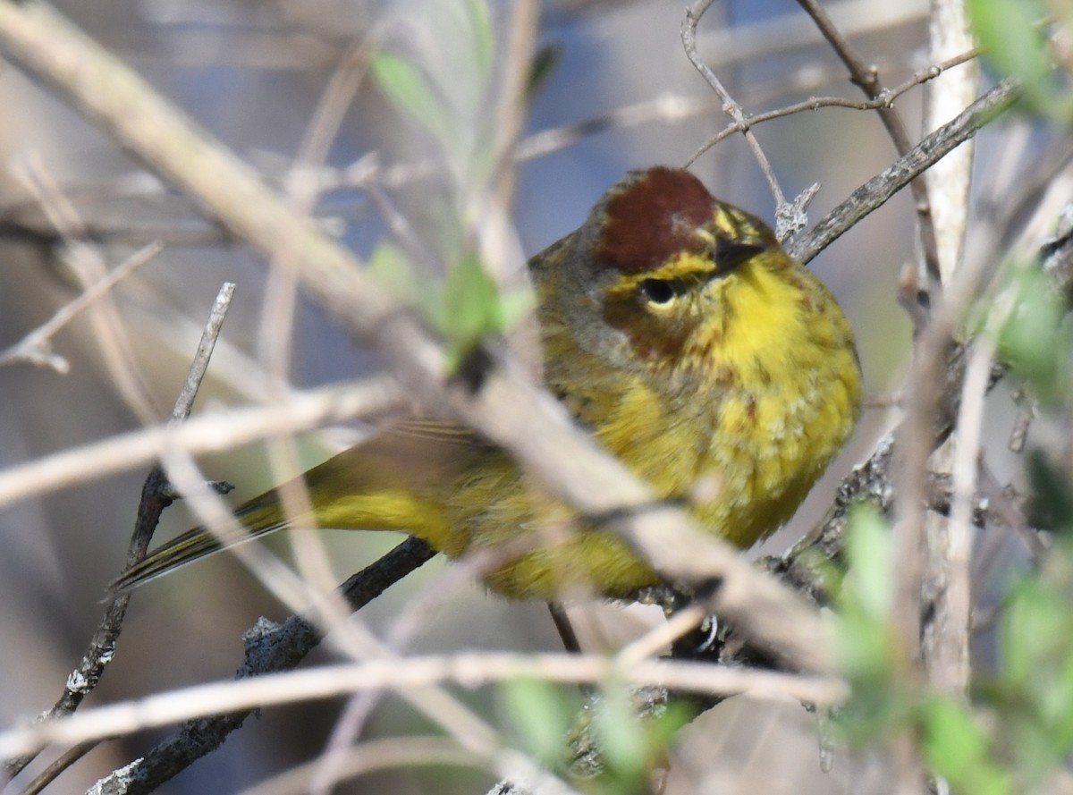 Palm Warbler - ML617789271