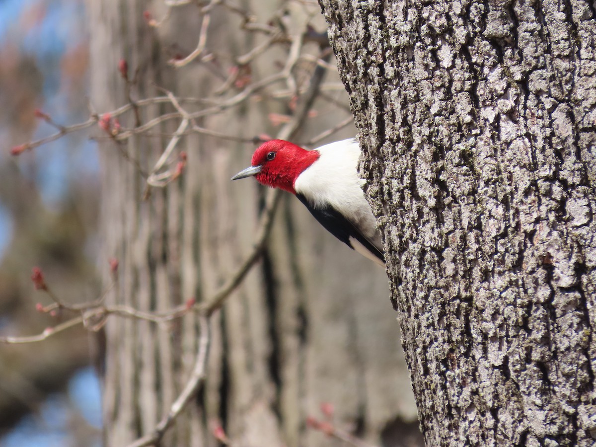 Red-headed Woodpecker - ML617789281