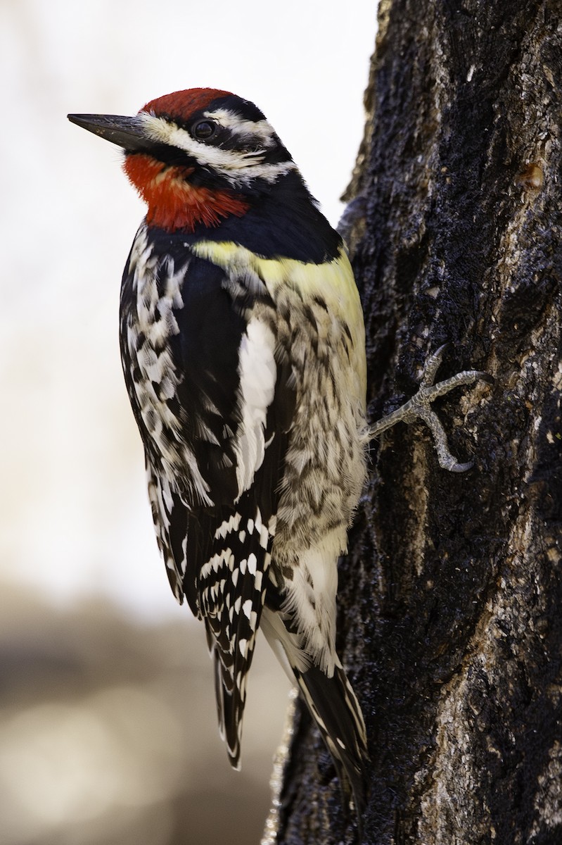 Yellow-bellied Sapsucker - ML617789297