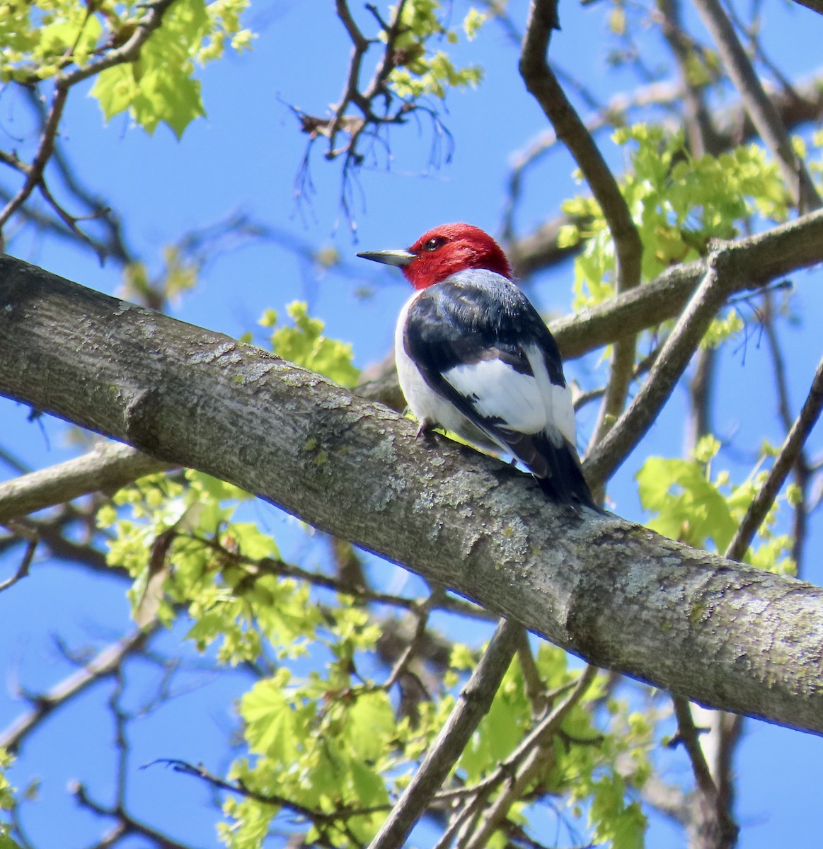 Red-headed Woodpecker - ML617789306