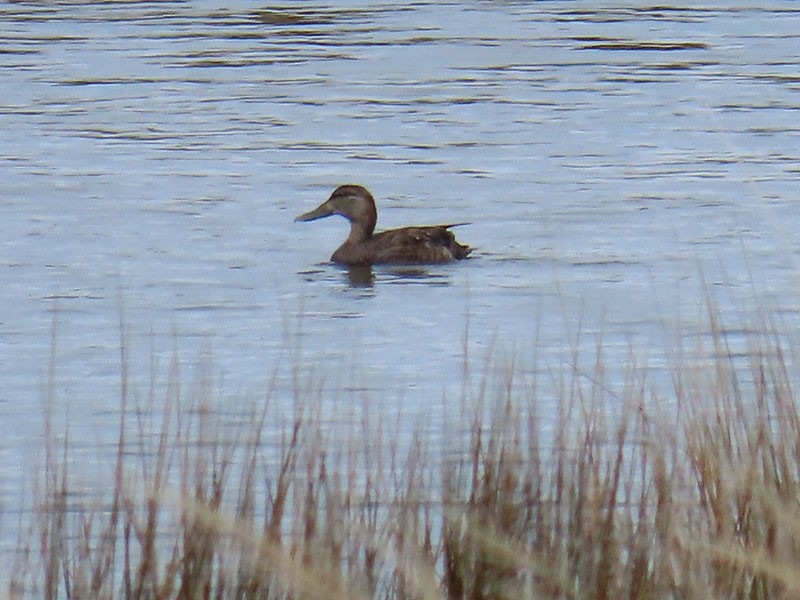 American Black Duck - ML617789307