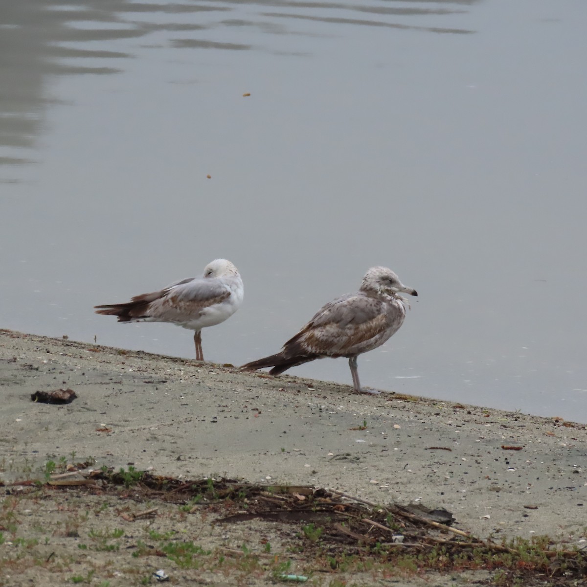 Ring-billed Gull - Ed Stonick