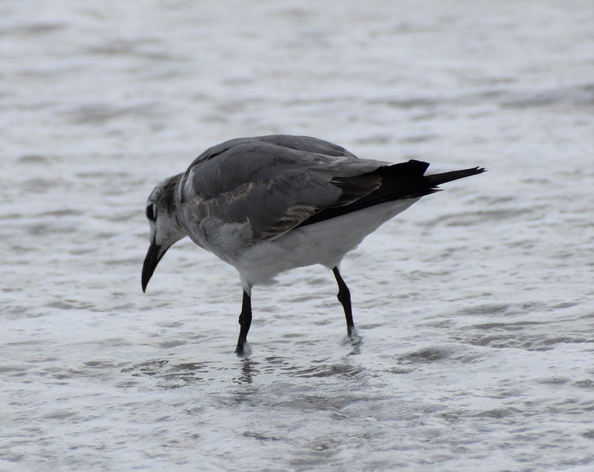 Gaviota Guanaguanare - ML617789333