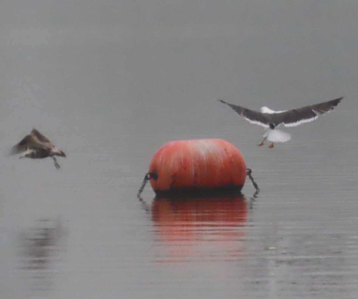 Yellow-footed Gull - Ed Stonick