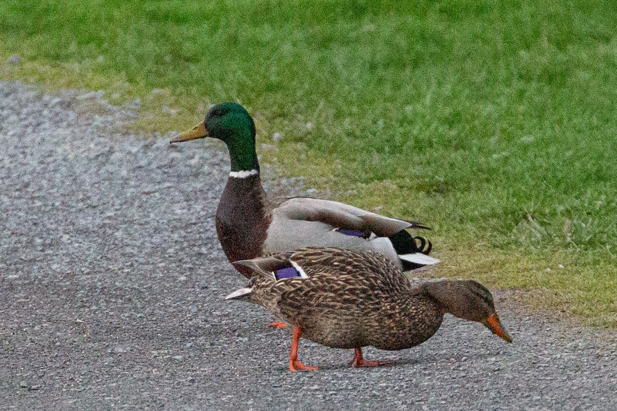 Mallard - Janis Grant