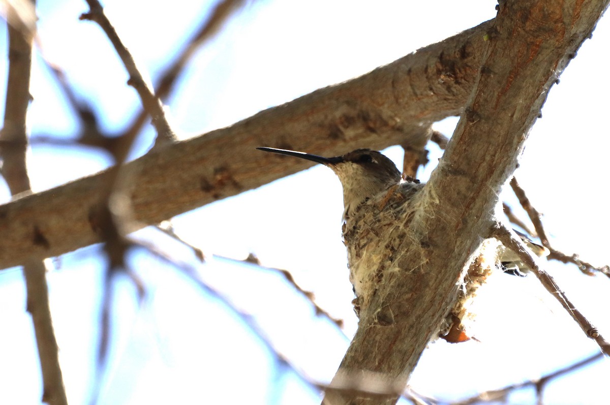 Broad-tailed Hummingbird - Tonie Hansen