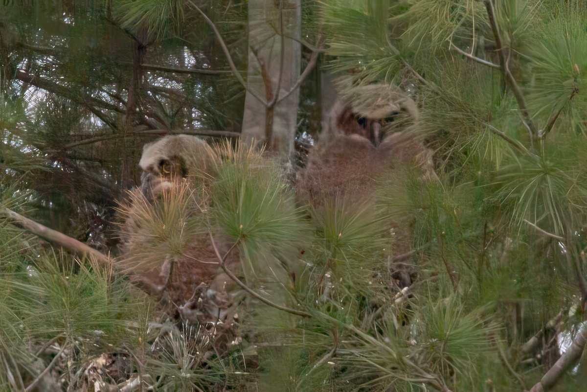 Great Horned Owl - Janis Grant