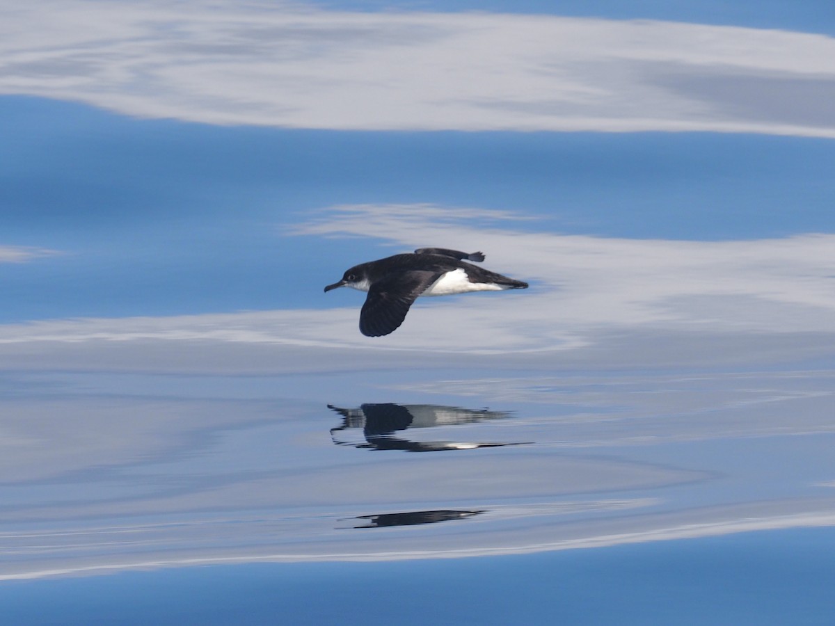 Manx Shearwater - ML617789424