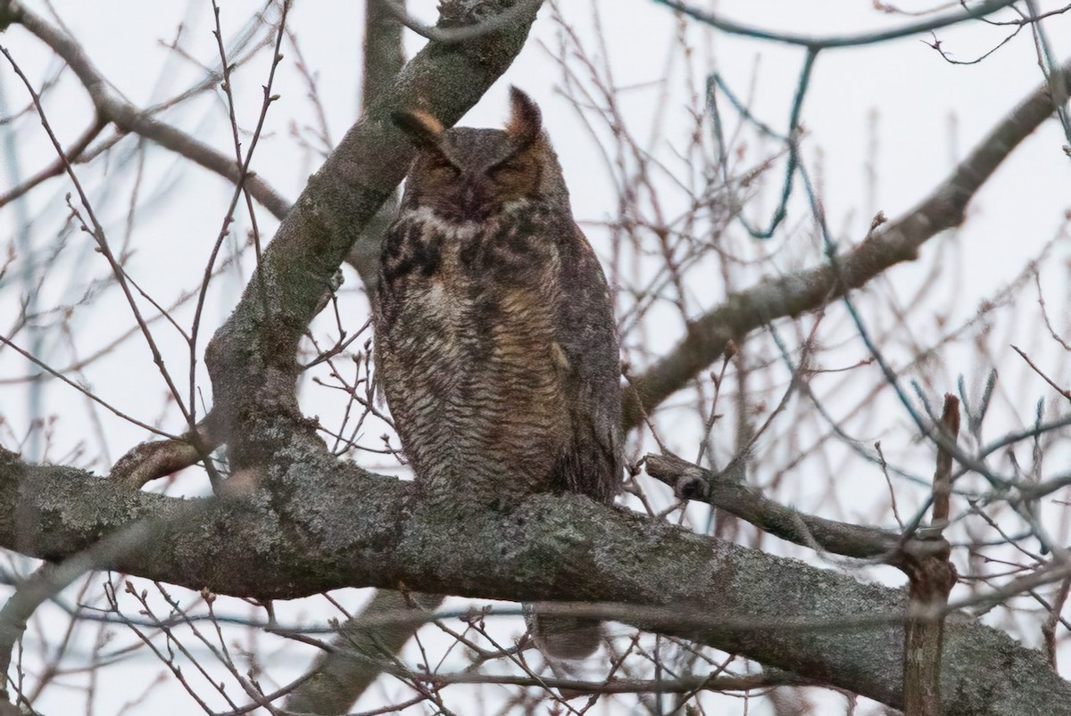 Great Horned Owl - Janis Grant