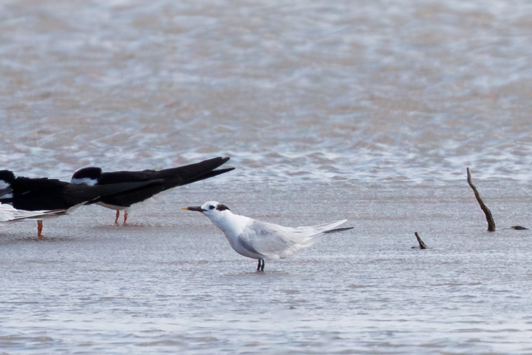 Sandwich Tern - ML617789479