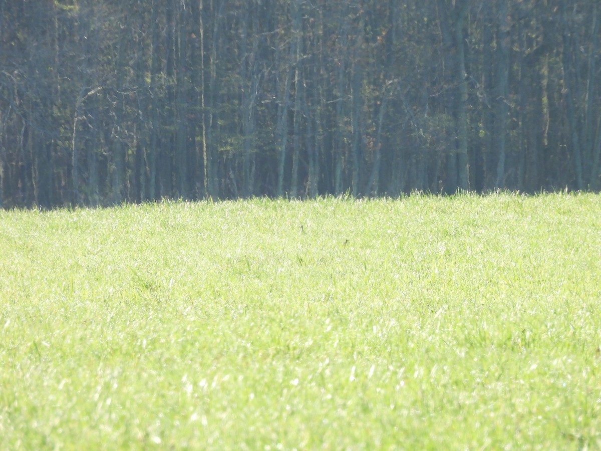 Upland Sandpiper - Don Keffer