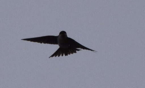 Western House-Martin - ML617789495