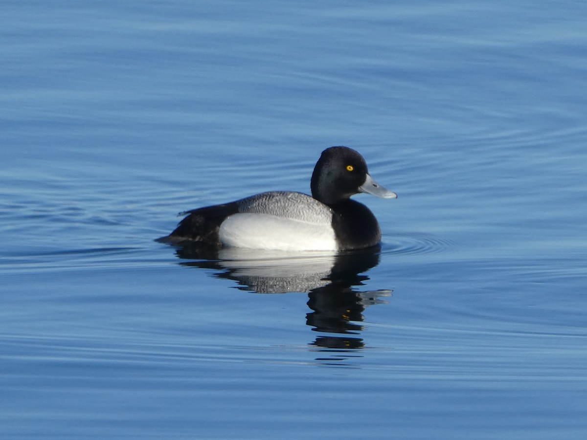 Lesser Scaup - ML617789497