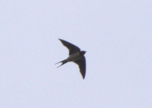 Barn Swallow - Noelia Álvarez Prieto