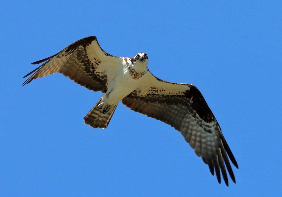 Osprey - ML617789503