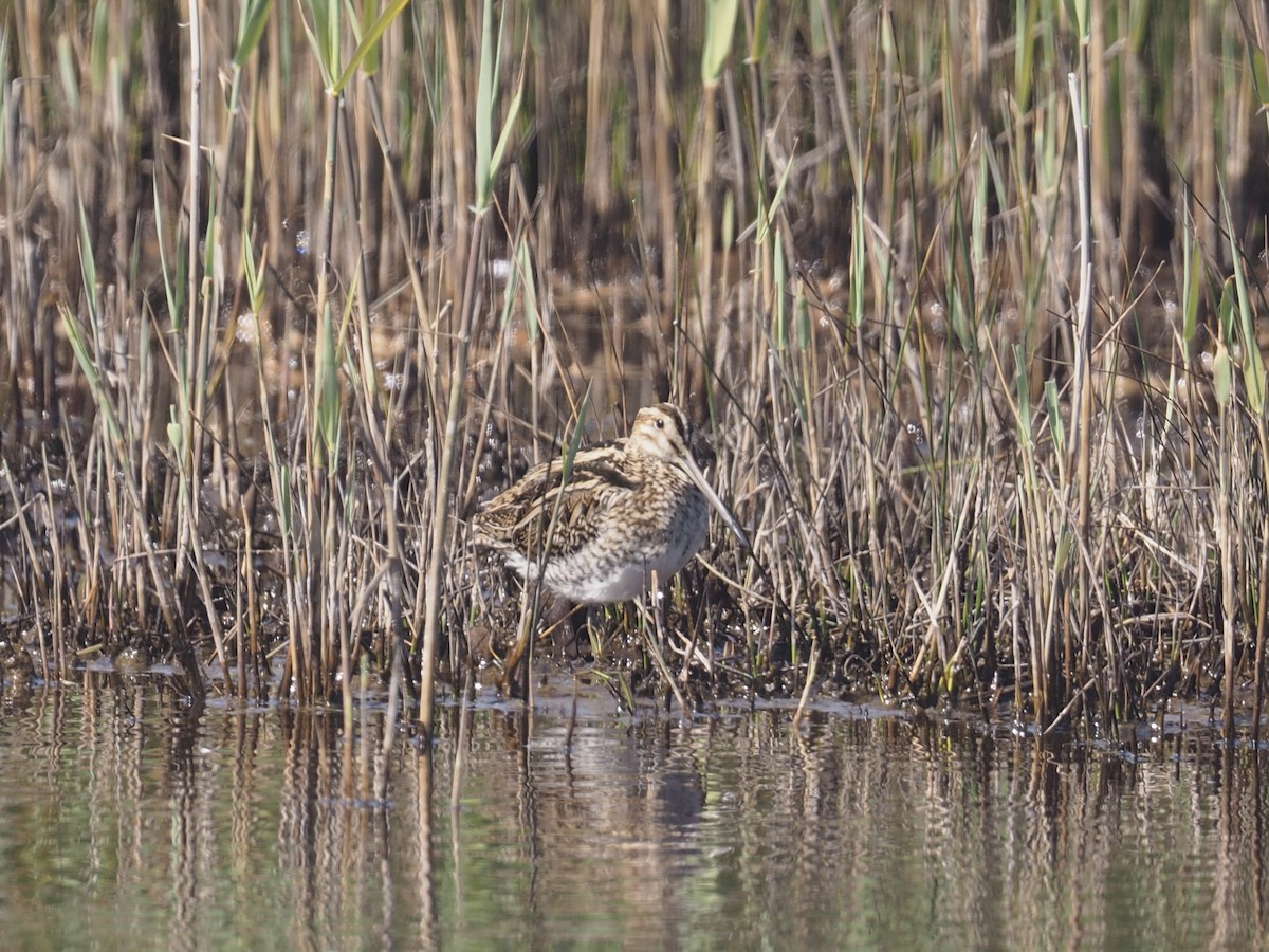 Common Snipe - Joe Woodman