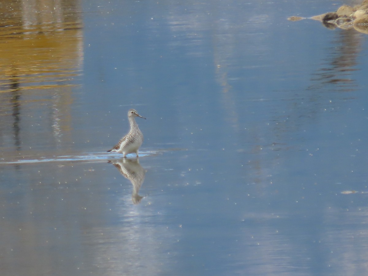 Lesser Yellowlegs - Kieran Schnitzspahn