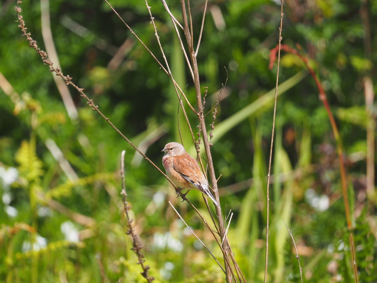 Eurasian Linnet - Joe Woodman